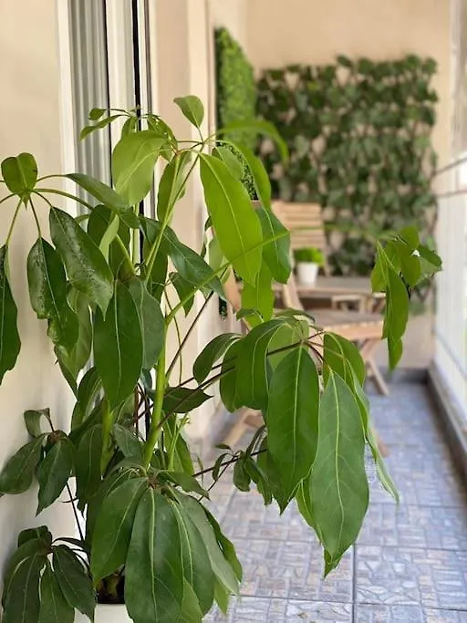 Διαμέρισμα Central Garden Boutique Θεσσαλονίκη